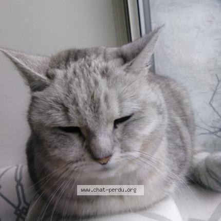 Photo 1/1 Chat retrouvé Perdu à Tourcoing