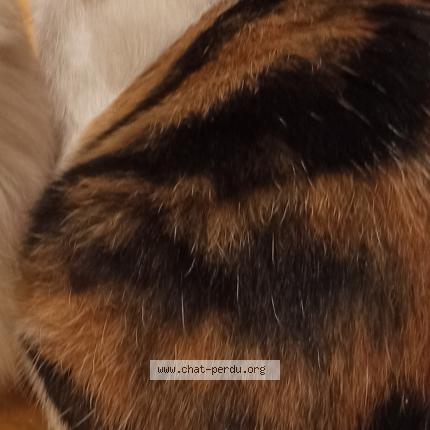 Photo de chat perdu à La Bazouge De Chemere