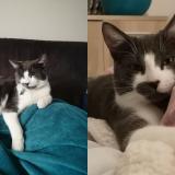 Photo de chat perdu à Saint Lye