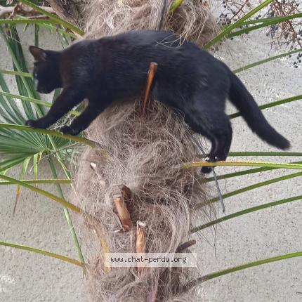 Photo de chat perdu à Nazelles Negron