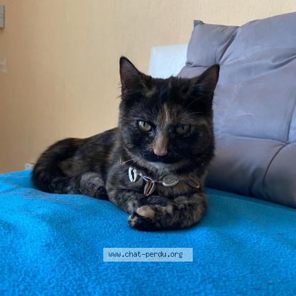 Photo de chat perdu à Tours
