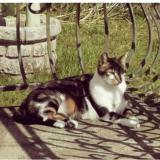 Photo de chat perdu à Guipavas