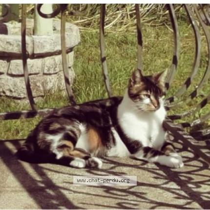 Photo 1/1 Chat retrouvé Perdu à Guipavas