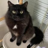 Photo de chat perdu à Rombas