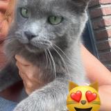 Photo de chat perdu à Wasquehal