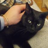 Photo de chat perdu à Sete