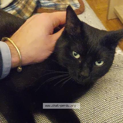 Photo 1/1 Chat retrouvé Perdu à Sete