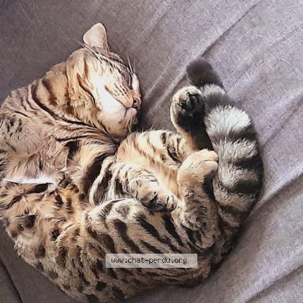 Photo 1/1 Chat retrouvé Perdu à Dampmart