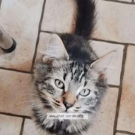Photo 1/1 Chat retrouvé Perdu à Chennegy