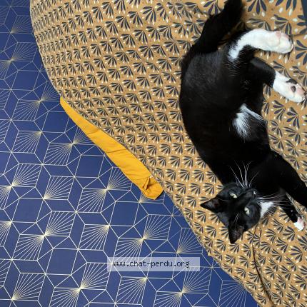 Photo de chat perdu à La Celle Sur Morin