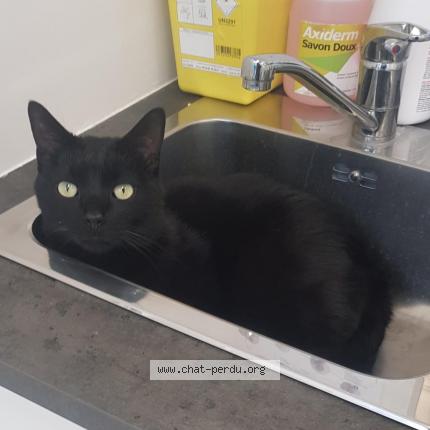 Photo 1/4 Sirius Chat perdu à Sucy en brie