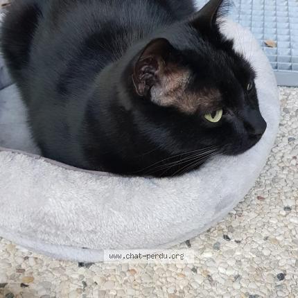 Photo 3/4 Sirius Chat perdu à Sucy en brie