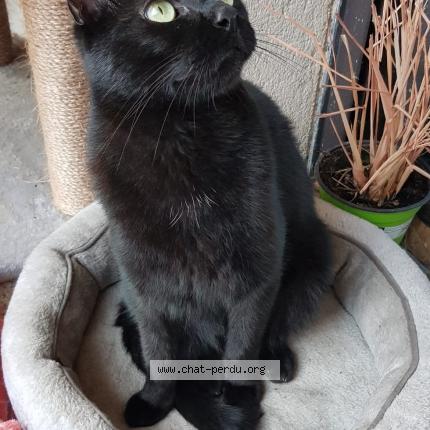 Photo 4/4 Sirius Chat perdu à Sucy en brie