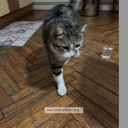 Photo 2/3 Chat retrouvé Trouvé à Bordeaux