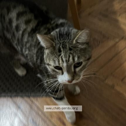 Photo 3/3 Chat retrouvé Trouvé à Bordeaux