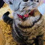 Photo de chat perdu à Paris