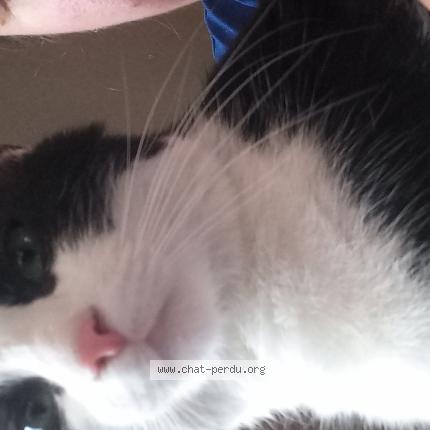 Photo 1/1 Chat retrouvé Perdu à Le Mans