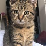 Photo de chat perdu à Paris 15