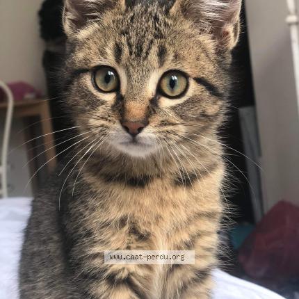 Photo de chat perdu à Paris 15