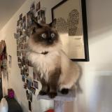 Photo de chat perdu à Montpellier