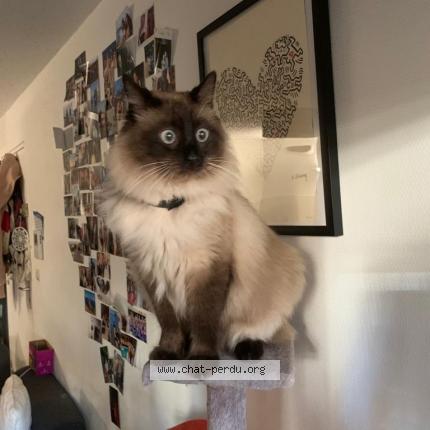 Photo 1/1 Chat retrouvé Perdu à Montpellier