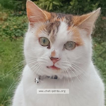 Photo 1/1 Chat retrouvé Trouvé à Lille Fives