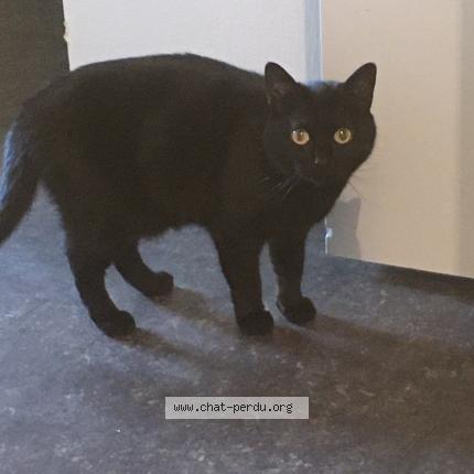 Photo 1/1 Chat retrouvé Perdu à Blainville Sur L Eau