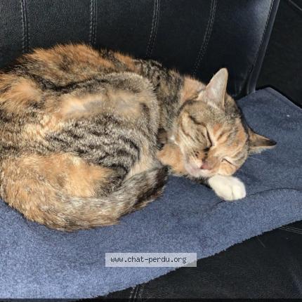 Photo 1/1 Chat retrouvé Perdu à St Cyr De Valorges