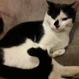 Photo de chat perdu à Brussieu