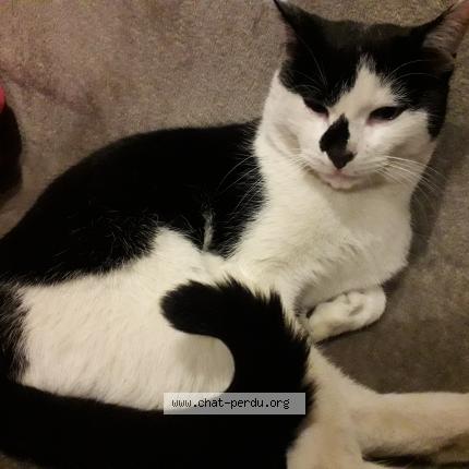 Photo 1/1 Chat retrouvé Perdu à Brussieu