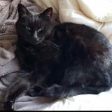 Photo de chat perdu à Sermaize Les Bains