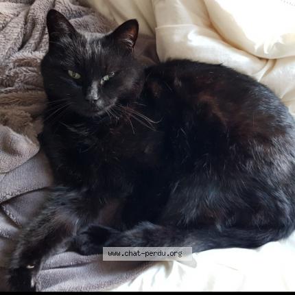 Photo 1/1 Chat retrouvé Perdu à Sermaize les bains