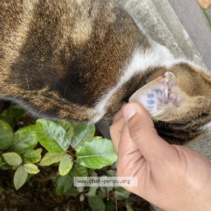 Photo 1/1 Chat retrouvé Trouvé à Aix en provence