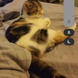 Photo de chat perdu à Chambly