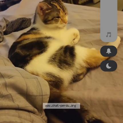 Photo 1/2 Poison dit fifille Chat perdu à Chambly