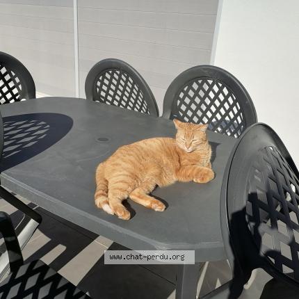 Photo 1/1 Chat retrouvé Perdu à Aytre
