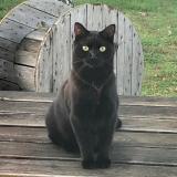 Photo de chat perdu à Mulsanne