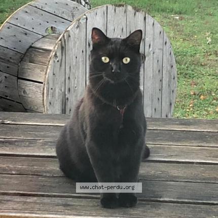 Photo 1/1 Chat retrouvé Perdu à Mulsanne