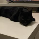 Photo de chat perdu à Bois Colombes