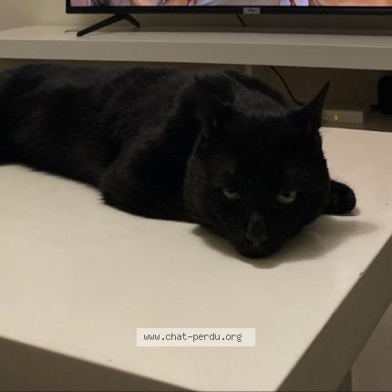 Photo 1/1 Chat retrouvé Perdu à Bois colombes