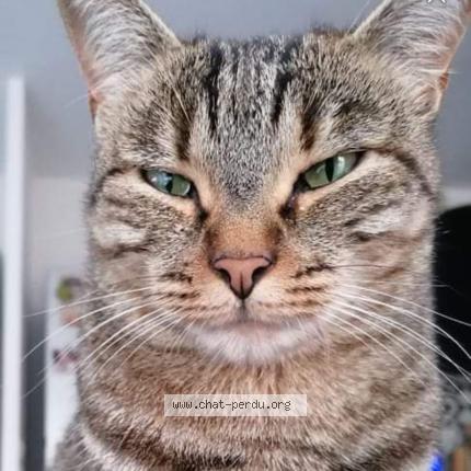 Photo de chat perdu à Ceyreste