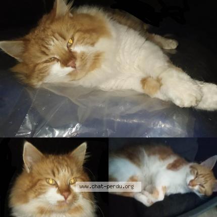 Photo 1/1 Amendo Chat perdu à Noyen sur sarthe