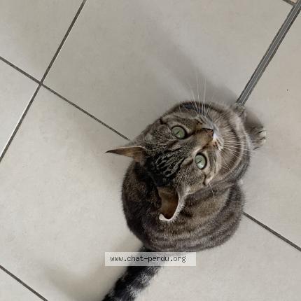 Photo 1/1 Chat retrouvé Perdu à Saint Germain Sous Doue