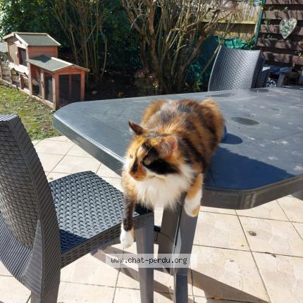 Photo 1/1 Chat retrouvé Trouvé à Saint Nazaire