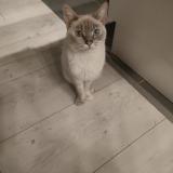 Photo de chat trouvé à Orgueil