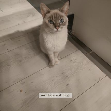 Photo de chat trouvé à Orgueil