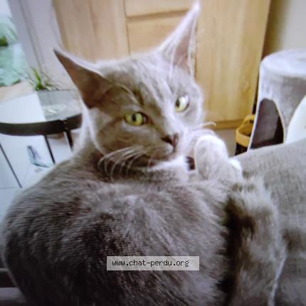 Photo de chat perdu à Cosse Le Vivien