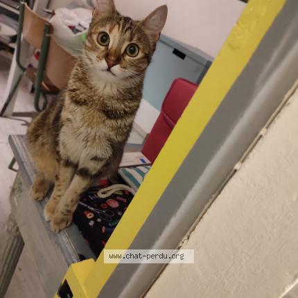 Photo de chat perdu à Saint Chamas