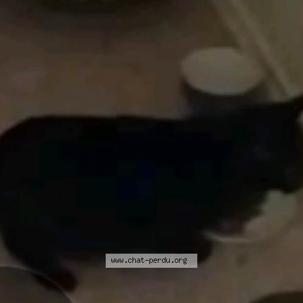 Photo de chat perdu à Colmar