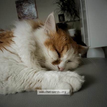 Photo 1/1 Chat retrouvé Perdu à Les Sables D Olonne